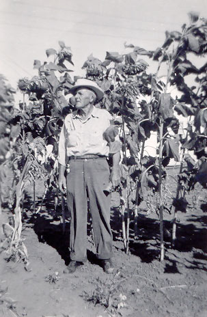 Historic photo showing Leslie Allen with his sunflowers.