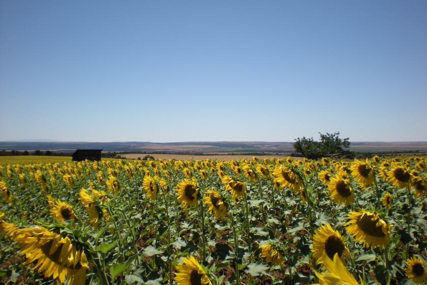 A sunflower field on the Allen Family Homestead.