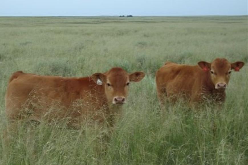Two red angus calves on the Cook Ranch.