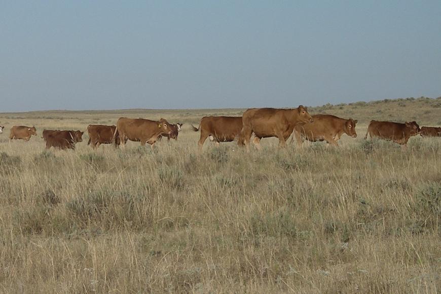 Cattle on the Cook Ranch.